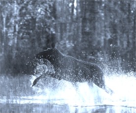 Tapios "�lg i vatten"