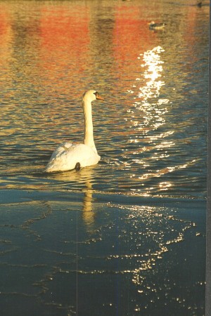 Kolerabass�ngens drottning