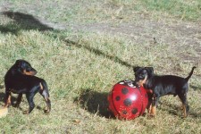 Why don�t you obey?