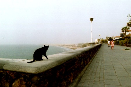 Cat on wall