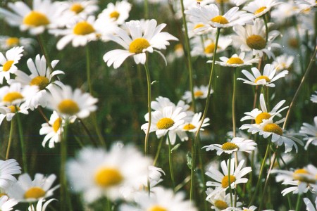 Pr�stkrage - Daisies, Sarfsal�