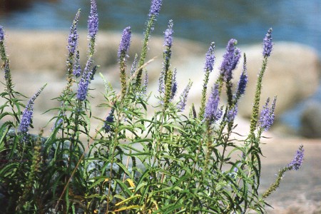 Fackelblomster - Sarfsal�