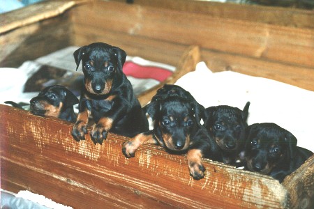 Filtkedjan - Vilttiketju