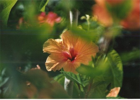 Hibiscus - Gran Canaria