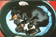 Oh no. Not another litter!