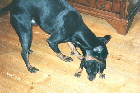 Storebror F�nriken uppfostrar - Isoveli opettaa tavoille - Big brother gives a lesson