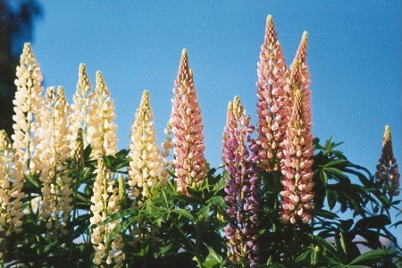 Lupiner - lupins, Sarfsal�