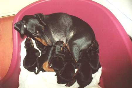 1 vecka - 1 viikko - 1 week