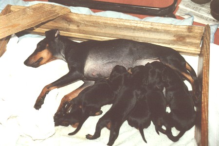 Di - Ateria - Feeding