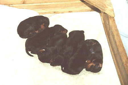 Sova p� maten - Nokuset - A nap after lunch