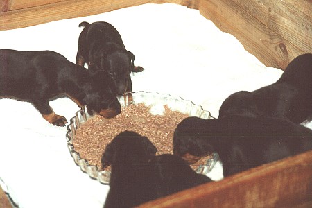 Tredje fasta m�let - Kolmas kiinte�n ruoan ateria - Third non liquid food