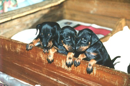 Medaljtrio - Mitalikomikko - Medal trio