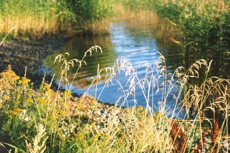 Strandvatten, Horsl�k