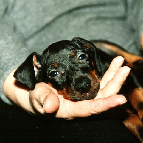 S� h�r ser vi ut