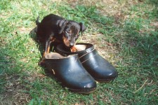 Well, if it is good enough for my brother...