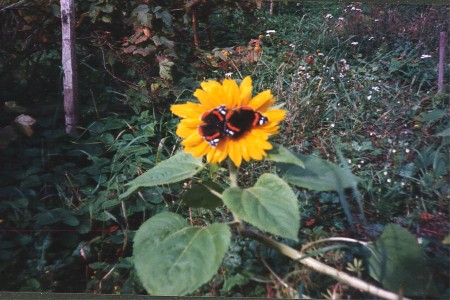 Solros och fj�rilar - Sunflower and butterflies, Sarfsal�