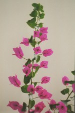 Bougainvillea