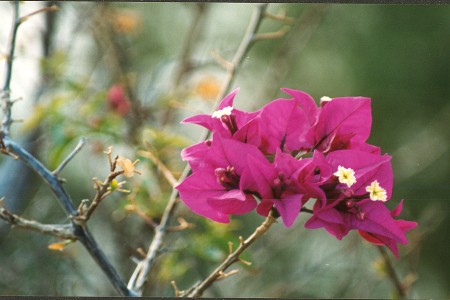 Trillingblomma - bougaivillea, Gran Canaria