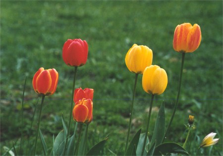 Tulpaner - Spring tulips, Sarfsal�