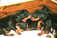 Don't stick up, buddy!